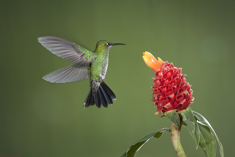 How To Photograph Hummingbirds