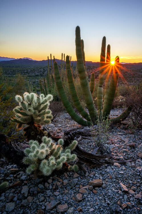 Organ Pipe Cactus National Monument, Arizona, by Anne McKinnell habit better photographer