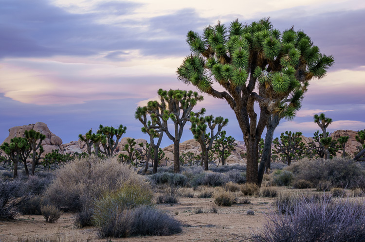 Joshua Tree National Park, California, by Anne McKinnell - habits better photographer