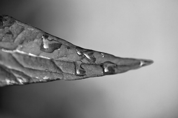 5 Reasons You Should Try Black and White Photography