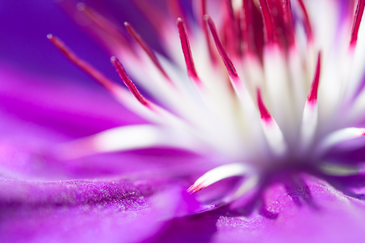 How To Photograph Flowers: A Beginner's Guide