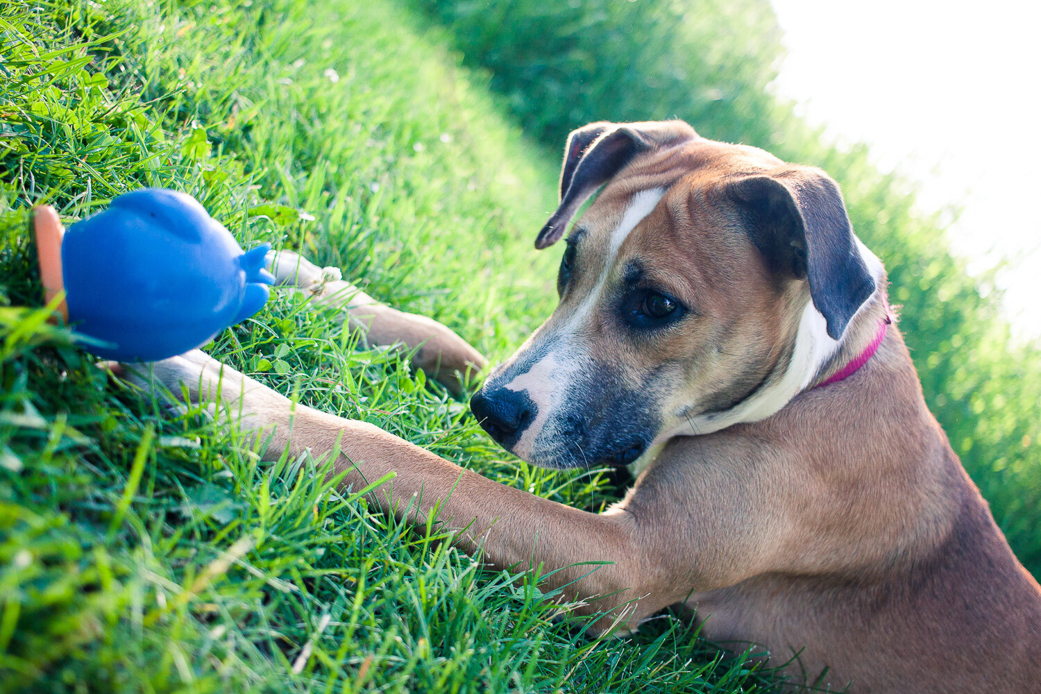 Five Tips For Creative Pet Photography