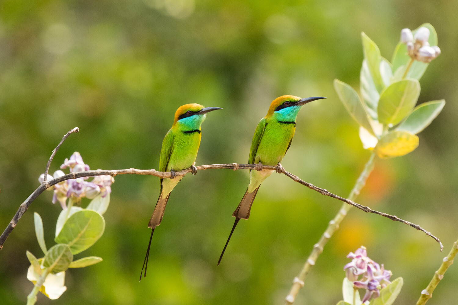 5 Ways To Photograph Birds