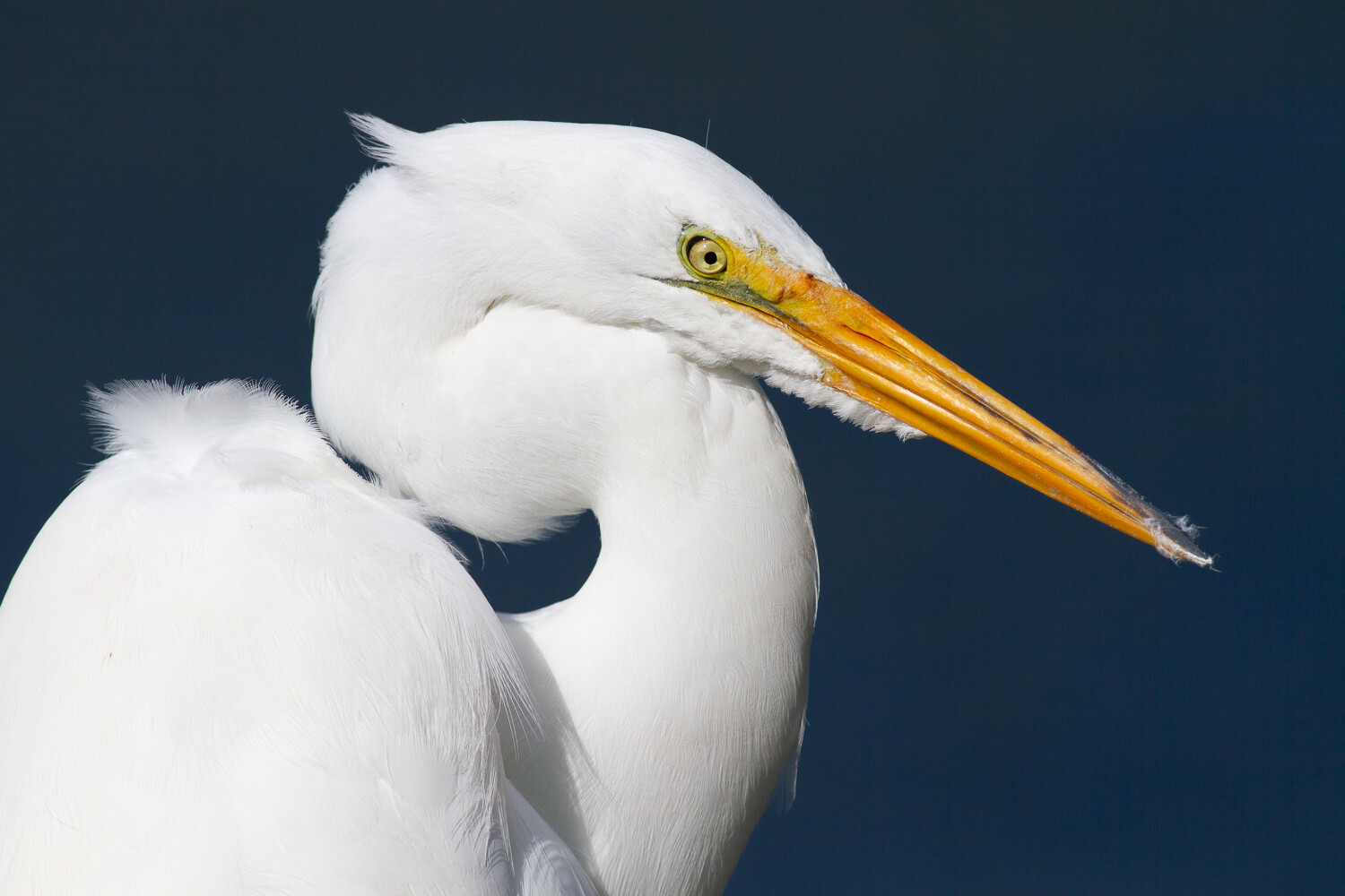 A Quick Guide To Amazing Bird Photography Compositions