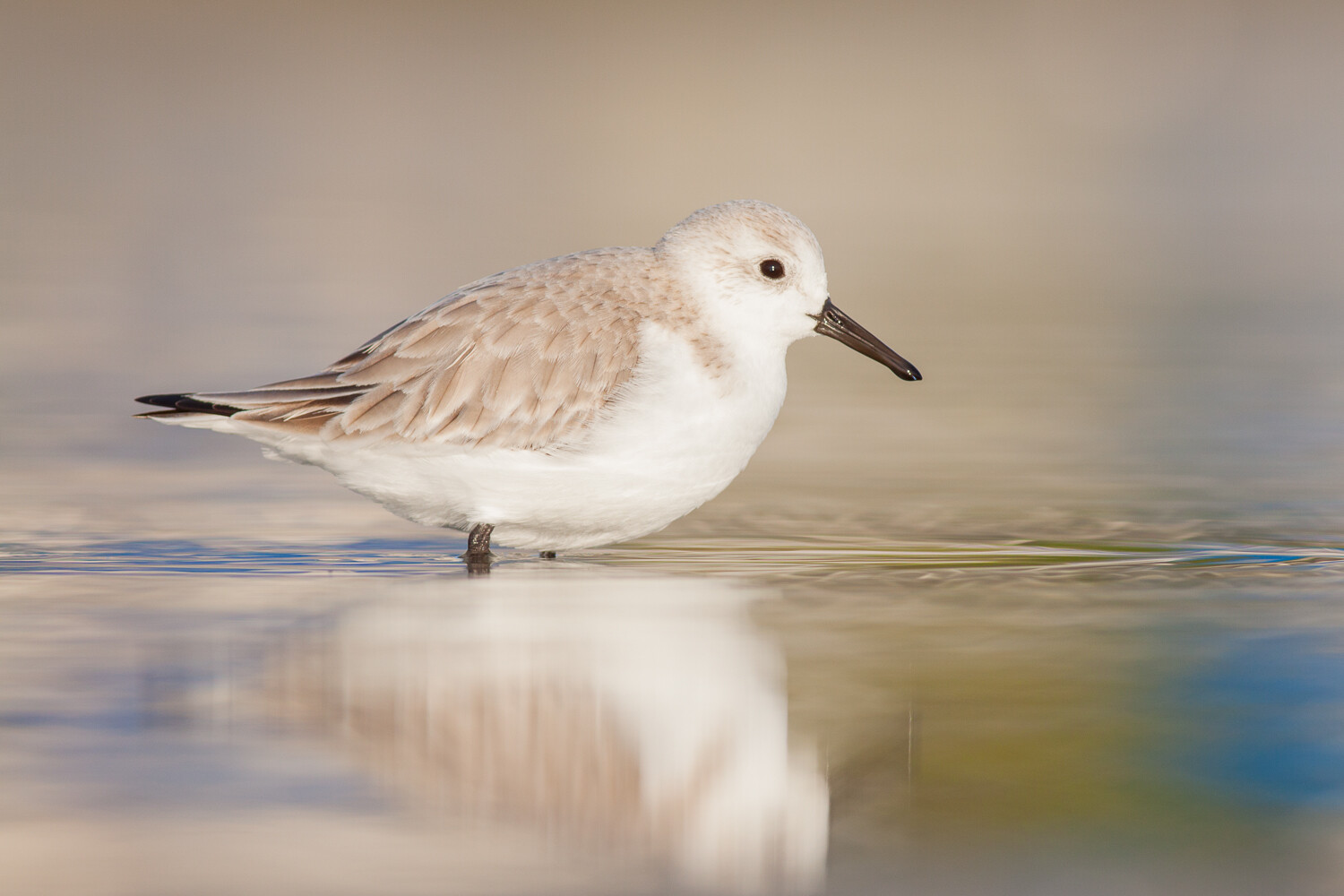 How To Capture Amazing Bird Photography Compositions