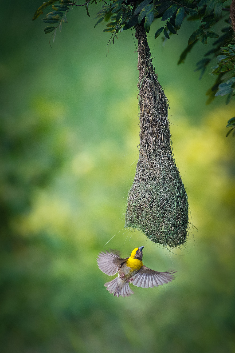 How To Choose The Best Lens For Wildlife Photography