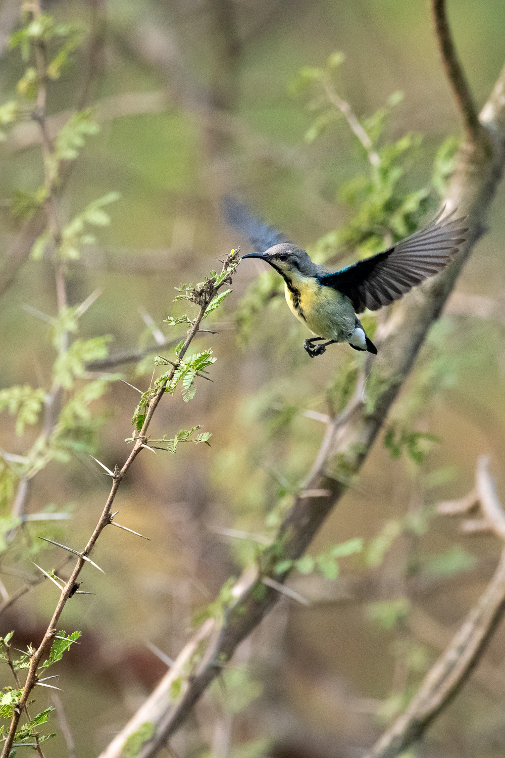 How To Choose The Best Lens For Wildlife Photography