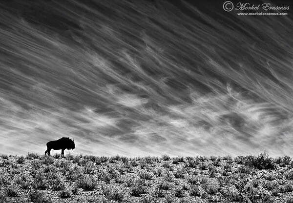 10 Wildlife Photography Tips for Stunning Results