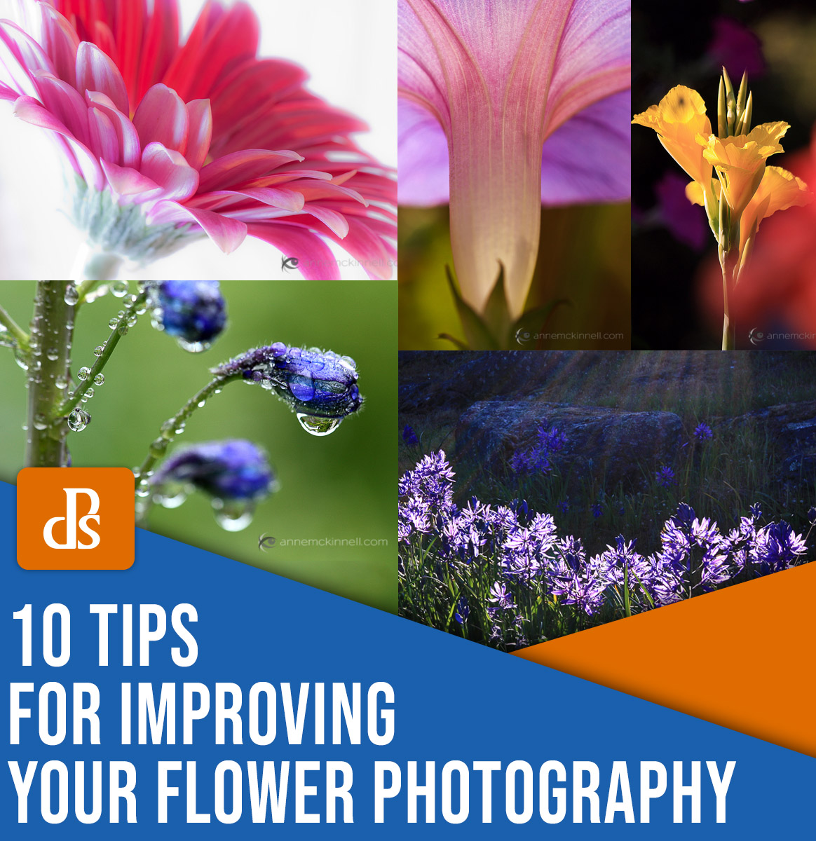 10 Flower Photography Tips For Gorgeous Results