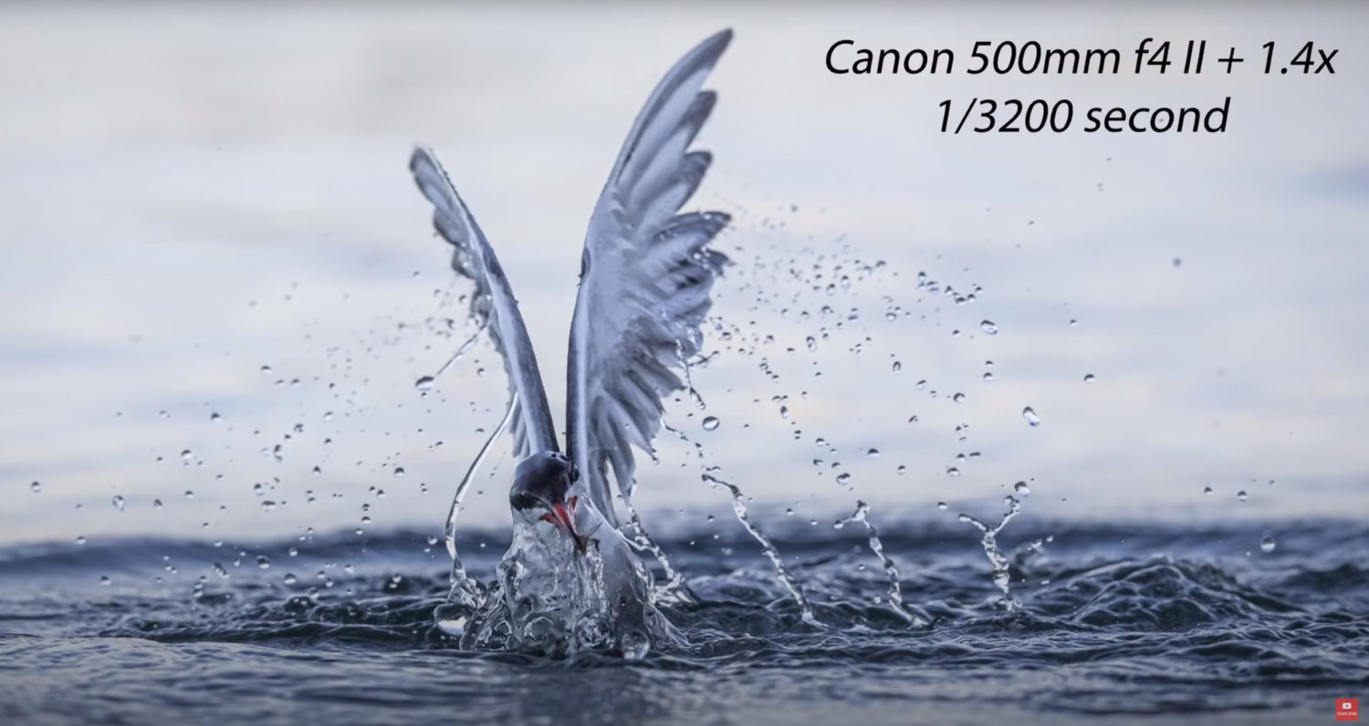 Amazing Tips for Tack-Sharp Bird Photography [Video]