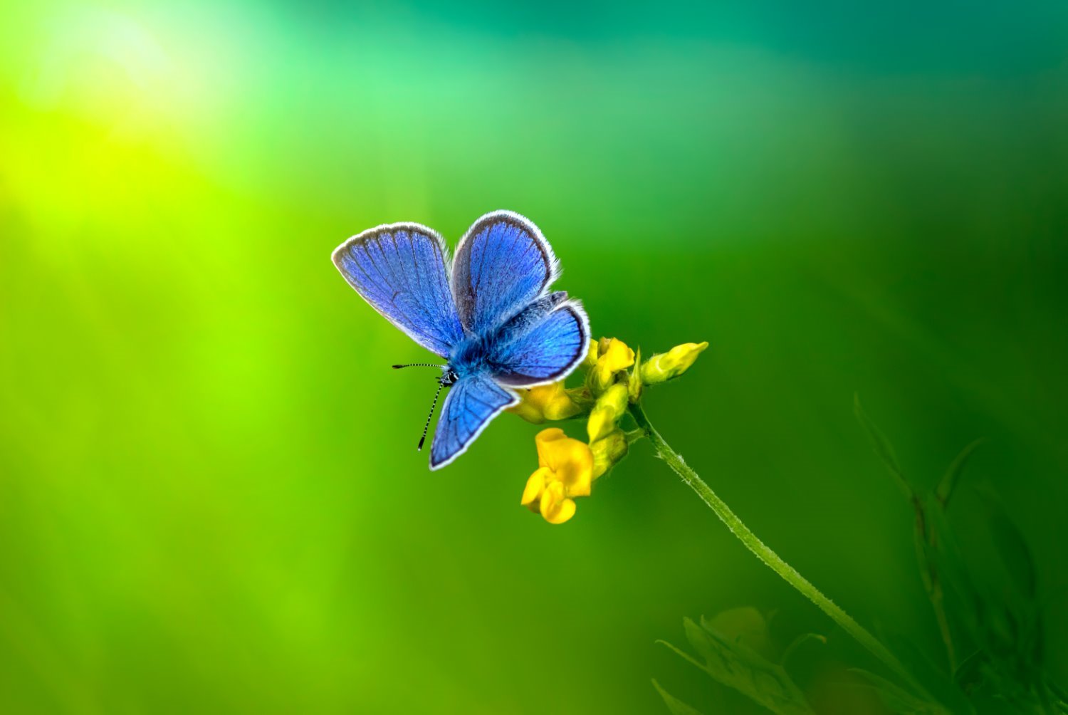 A Information to Beautiful Butterfly Pictures (17 Skilled Ideas)
